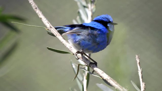 close up of a male splendid fairy wren on a branch in a walk in avairy at tathra in new south wales, australia
