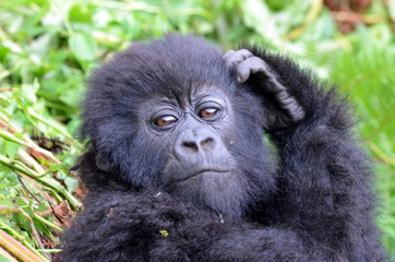 Baby gorilla, Rwanda