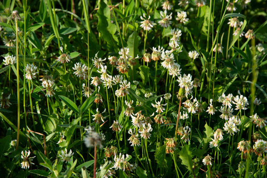 Middle Ural, Russia, -  wildlife landscape in sunny day, Swedish clover