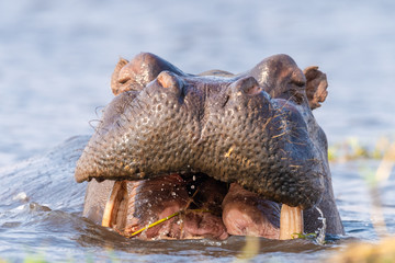 ein Flusspferd, Nilpferd, Hippopotamus amphibius, kaut Wasserpflanzen, Chobe River, Botswana