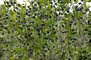 Mirto di Sardegna