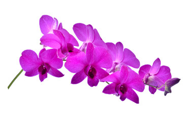 Naklejka na ściany i meble beautiful purple Phalaenopsis orchid flowers, isolated on white background