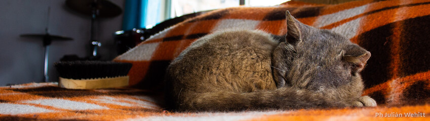 Gato en cama junto a cepillo