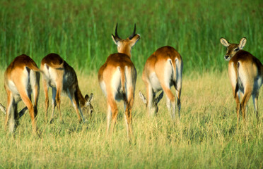 Naklejka na ściany i meble Lechwe (Kobus leche), Moremi Wildlife Reserve, Ngamiland, Botswana, Africa