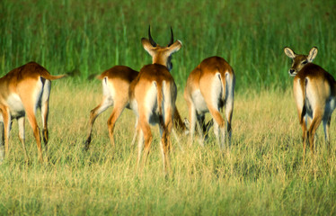 Naklejka na ściany i meble Lechwe (Kobus leche), Moremi Wildlife Reserve, Ngamiland, Botswana, Africa