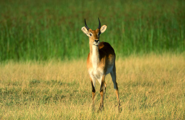 Lechwe (Kobus leche), Moremi Wildlife Reserve, Ngamiland, Botswana, Africa