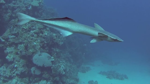 Remora suckerfish echeneis naucrates swimming on in tropical sea by hard coral reef
