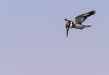 Eisvogel, Graueisvogel, Ceryle rudis, sucht im Flug nach Nahrung, Chobe River, Botswana