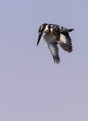 Eisvogel, Graueisvogel, Ceryle rudis, sucht im Flug nach Nahrung, Chobe River, Botswana