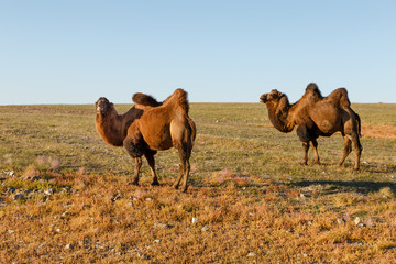 Two two-humped camels in the steppes of Mongolia