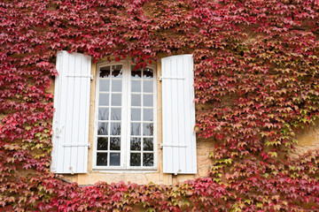 fenêtre sur un mur couvert de lierre