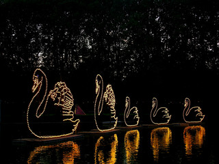 Leuchtende Schwäne aus Lampen auf See mit Spiegelung - Lichterfest Karlsruhe
