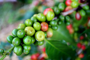 Closed up bunch of vibrant green young coffee cherries on the branch 
