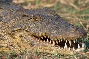 ein Krokodil zeigt seine Zähne, Chobe River, Botswana