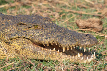 ein Krokodil zeigt seine Zähne, Chobe River, Botswana