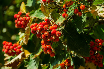 Obraz premium berries of red currant on bush