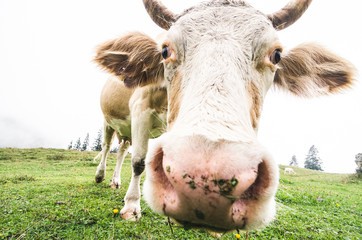 Grazing freerange cow close up, fisheye lens shot