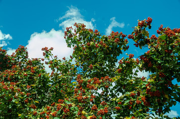 Fototapeta na wymiar red currant on the background of a blue sky