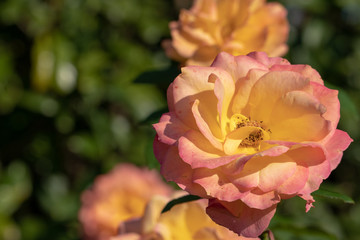 Orange roses / Narashino City, Chiba Prefecture, Japan