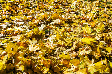 autumn leaves background