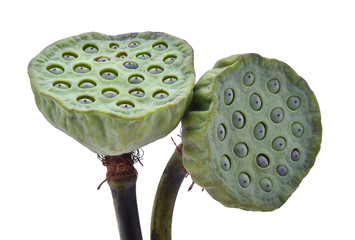 Lotus seed isolate White background