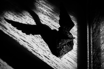 Shadow of the wooden eagle