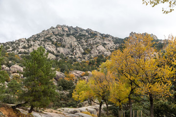 Autumn colors in the leaves of the trees in La Pedriza, in the Regional Park of the Manzanares of Madrid