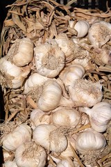 Sicilian garlic, Italy
