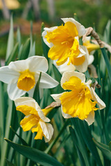 Beautiful varietal daffodils in the garden