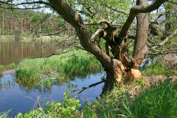 Tree gnawed by beavers, Bug river, Nadbużański Landscape Park, Poland - obrazy, fototapety, plakaty