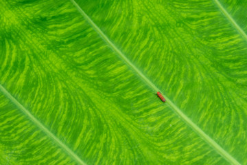 Abstract background of green leaf with little red insect