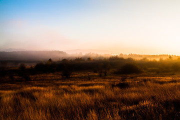 Fototapeta na wymiar meadow in fog