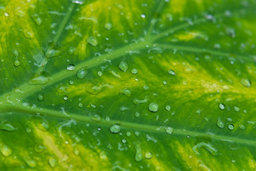 Abstract background of leaf with water drop