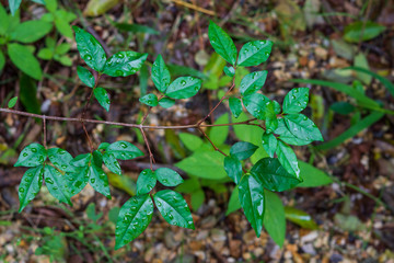 Green leaves branch on tree with rain drop, top view
