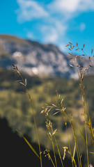 Smartphone HD wallpaper of beautiful flowers in summer