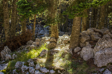 beautiful deep mountain forest nature landscape in morning light and shadows from trees on vivid green grass and bare stone rocks