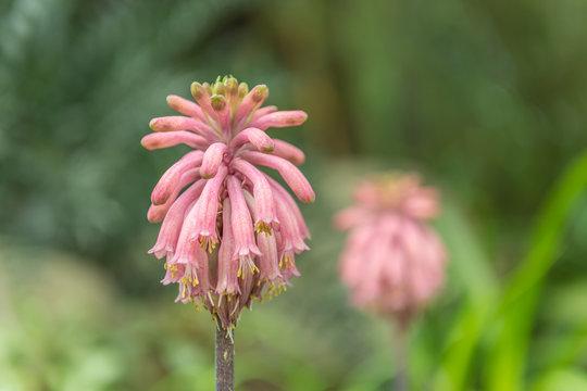 Flower, Flower display, Floral display