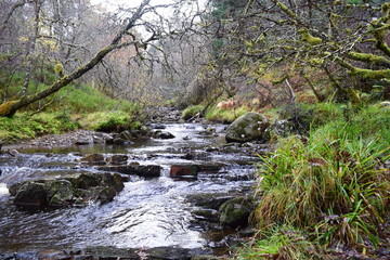 stream in the forest