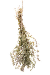 Dried branch of thyme isolated on white background