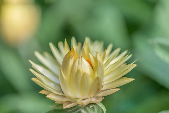 Flower, Flower display, Floral display