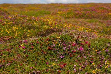 Beautiful heather landscape of Cote de Granit Rose in Bretagne, France