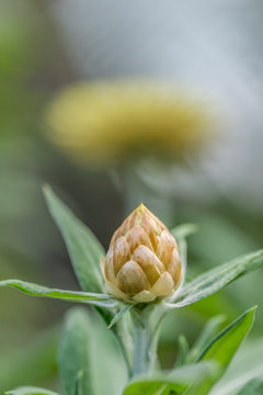 Flower, Flower display, Floral display