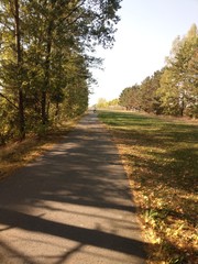 Obraz premium lonely road in the woods