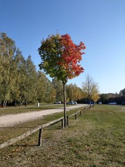 colorful trees in autumn dress