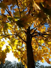 colorful trees in autumn dress