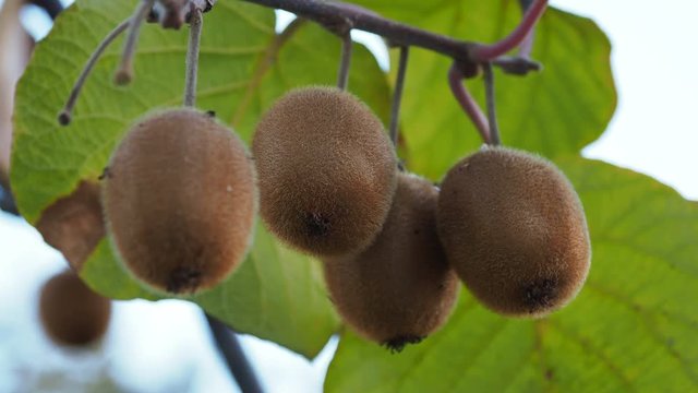 Growing Kiwifruit, kiwi or Chinese gooseberry. Actinidia deliciosa. Adler, Russia.