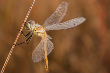 Dragonfly