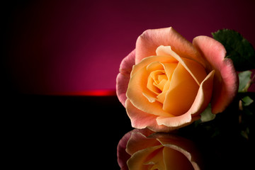 Rose Pink and Yellow. Romantic Rose. Multicolored isolated on Black, purple and red background. Copy Space