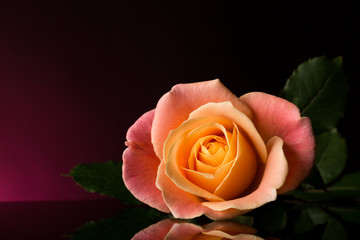 Rose Pink and Yellow. Romantic Rose. Multicolored isolated on Black and purple background. Copy Space