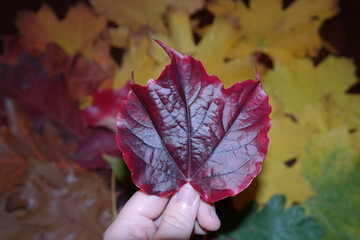 selection of autumn leaves